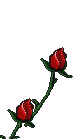 1roses.gif (12513 bytes)